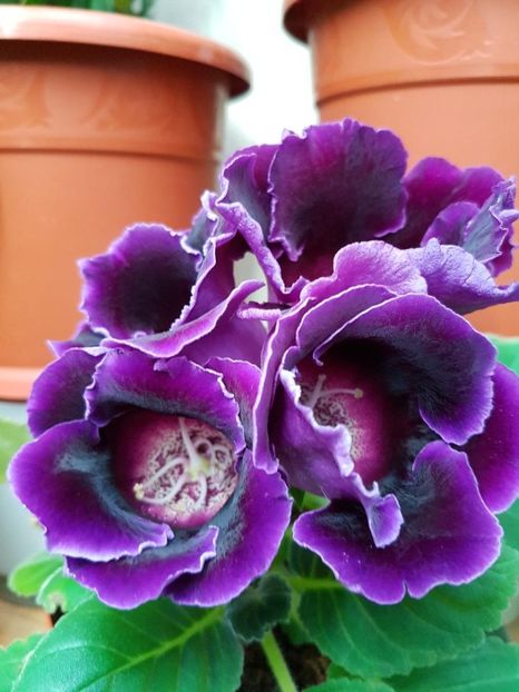 thumbnail (1) - GLOXINIA 2017