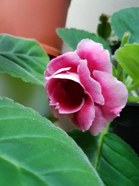 thumbnail (2) - GLOXINIA 2017