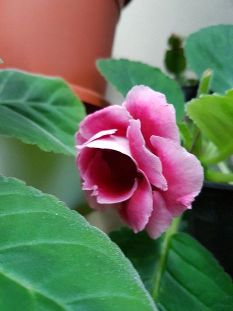 thumbnail (3) - GLOXINIA 2017