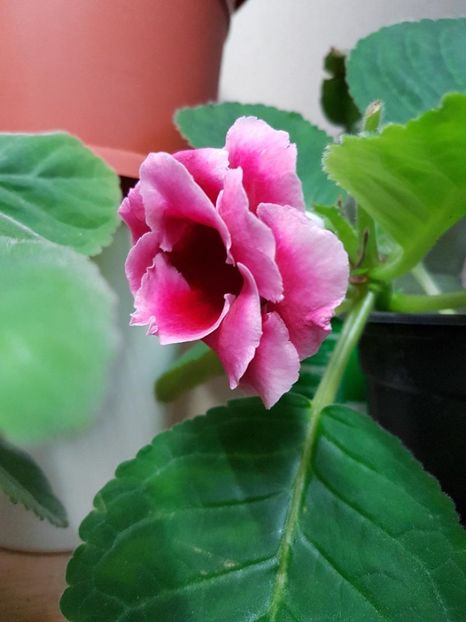 thumbnail (5) - GLOXINIA 2017