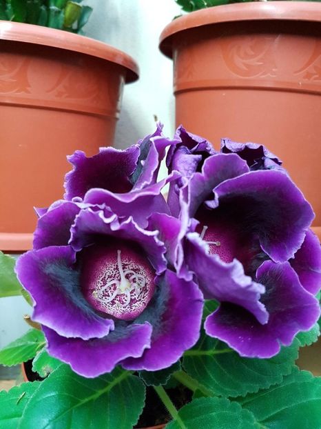 thumbnail (6) - GLOXINIA 2017