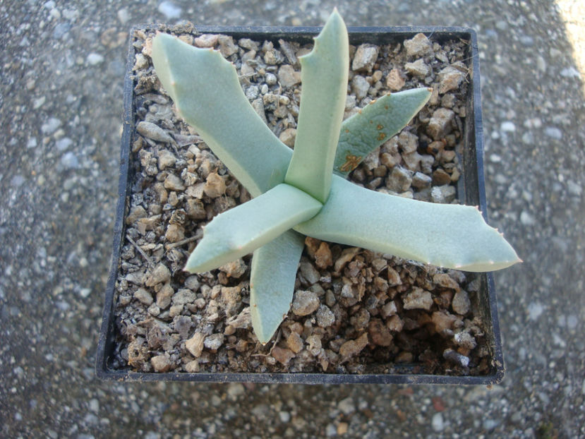 Gibbaeum haaglenii H.E.K.Hartmann 2001. - Genul Gibbaeum