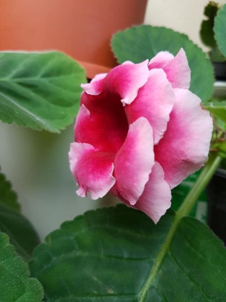 thumbnail (7) - GLOXINIA 2017