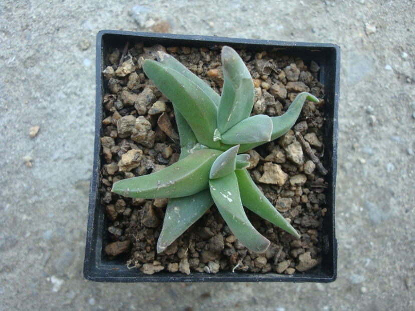 Gibbaeum velutinum (L.Bolus) Schwantes 1927. - Genul Gibbaeum