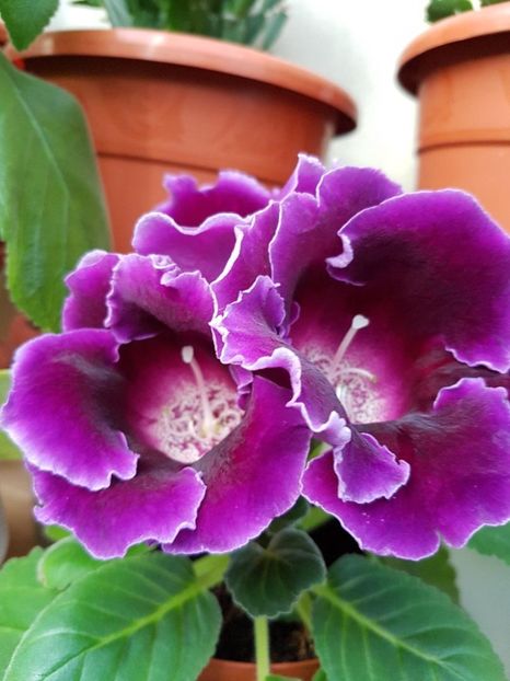 thumbnail (9) - GLOXINIA 2017