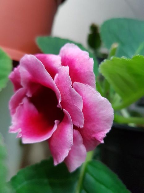thumbnail (10) - GLOXINIA 2017