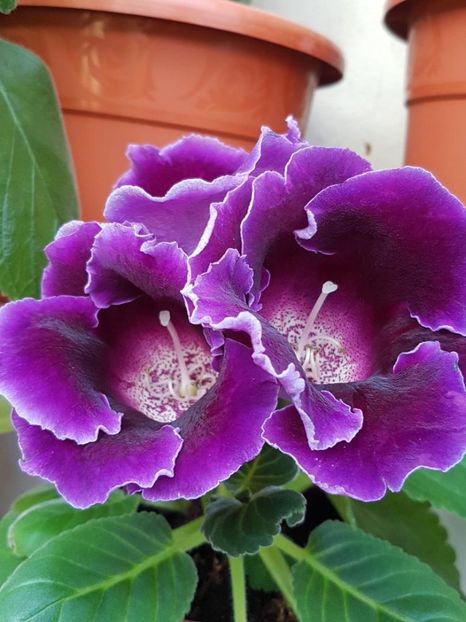 thumbnail (11) - GLOXINIA 2017