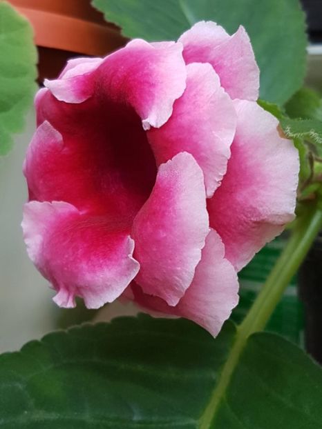 thumbnail (12) - GLOXINIA 2017