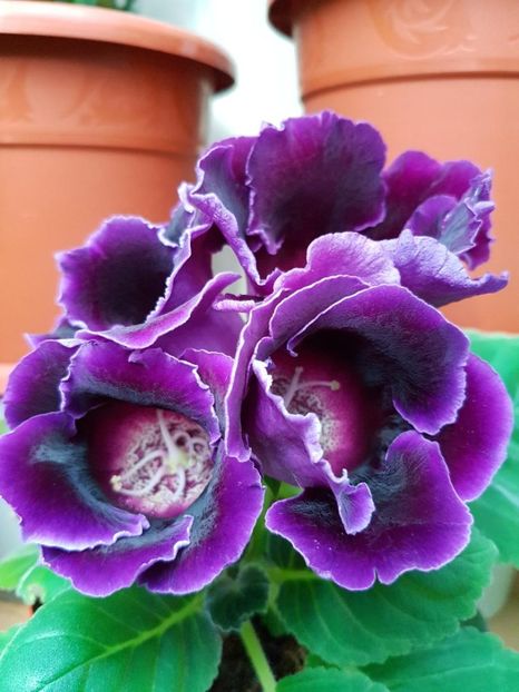 thumbnail - GLOXINIA 2017