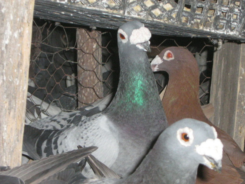 per 2016 gut - Gut si albastru