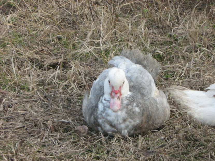 decembrie 039 - rate lesesti-agroland