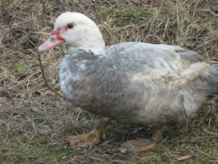 decembrie 043 - rate lesesti-agroland