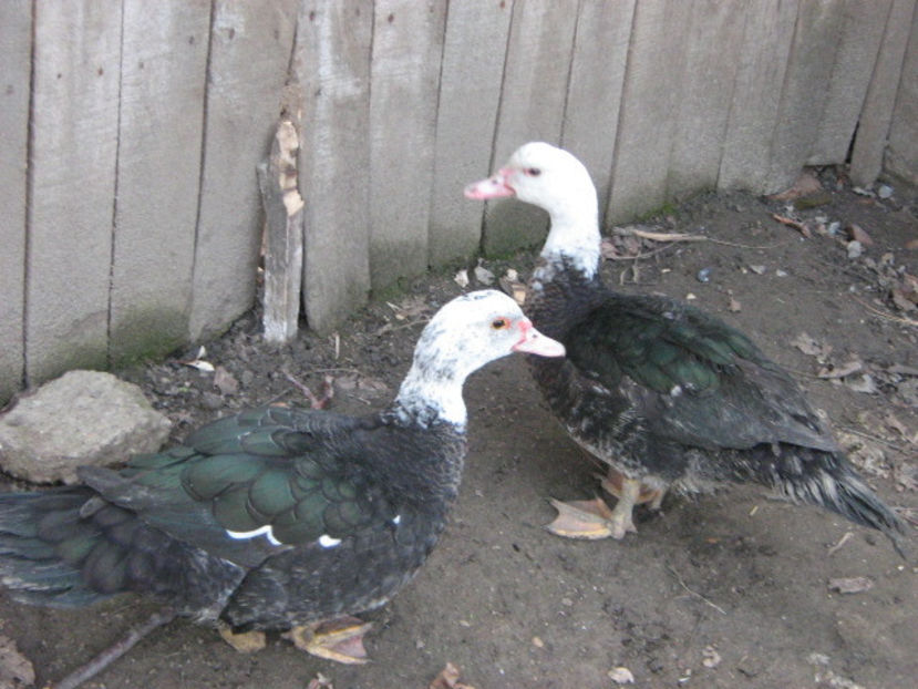 decembrie 047 - rate lesesti-agroland