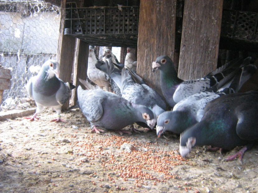 decembrie 053 - VOIAJORI STIL VECHI SI  VOIAJORI DE FRUMUSETE