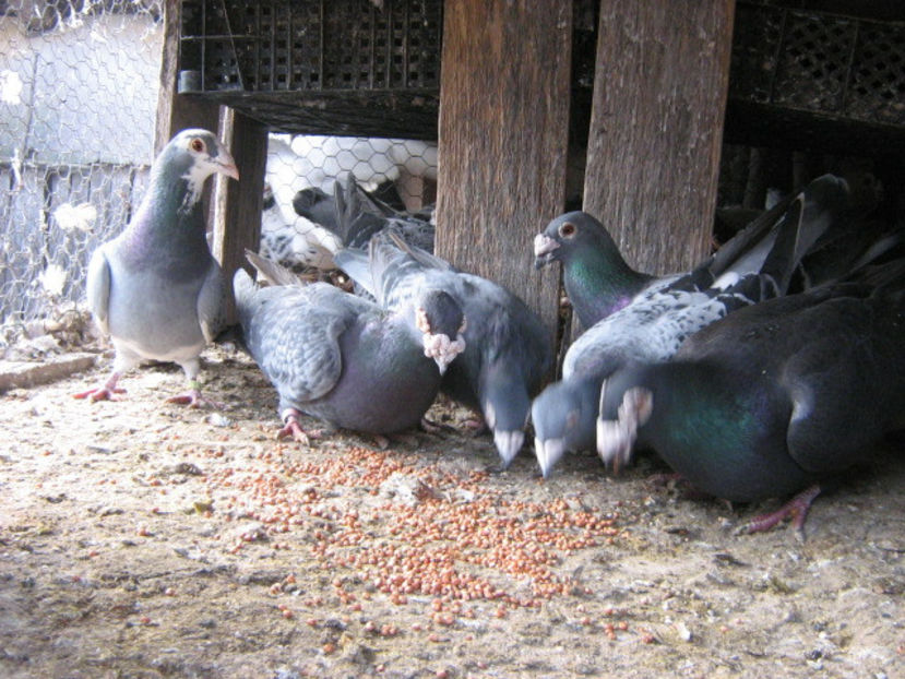 decembrie 054 - VOIAJORI STIL VECHI SI  VOIAJORI DE FRUMUSETE