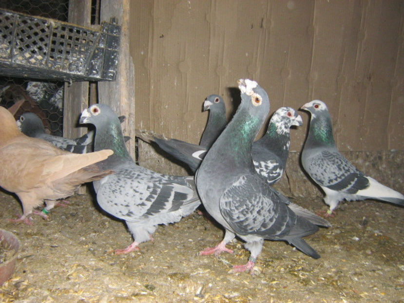  - VOIAJORI STIL VECHI SI  VOIAJORI DE FRUMUSETE