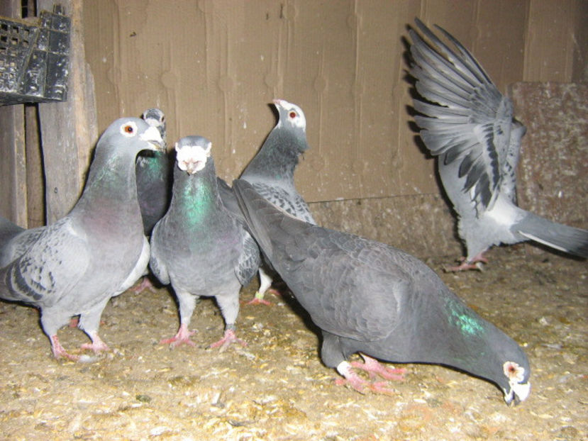 decembrie 008 - VOIAJORI STIL VECHI SI  VOIAJORI DE FRUMUSETE