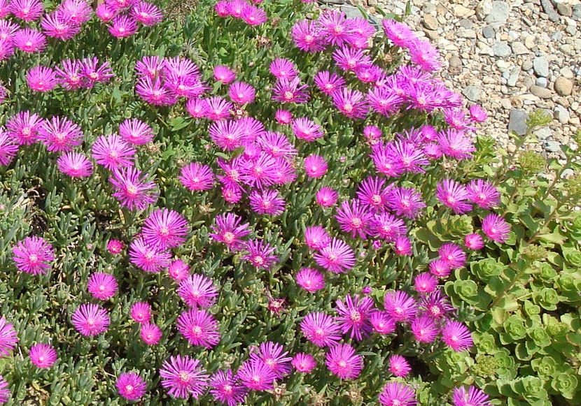 Delosperma cooperi (Hook. f.) L.Bolus - Genul Delosperma
