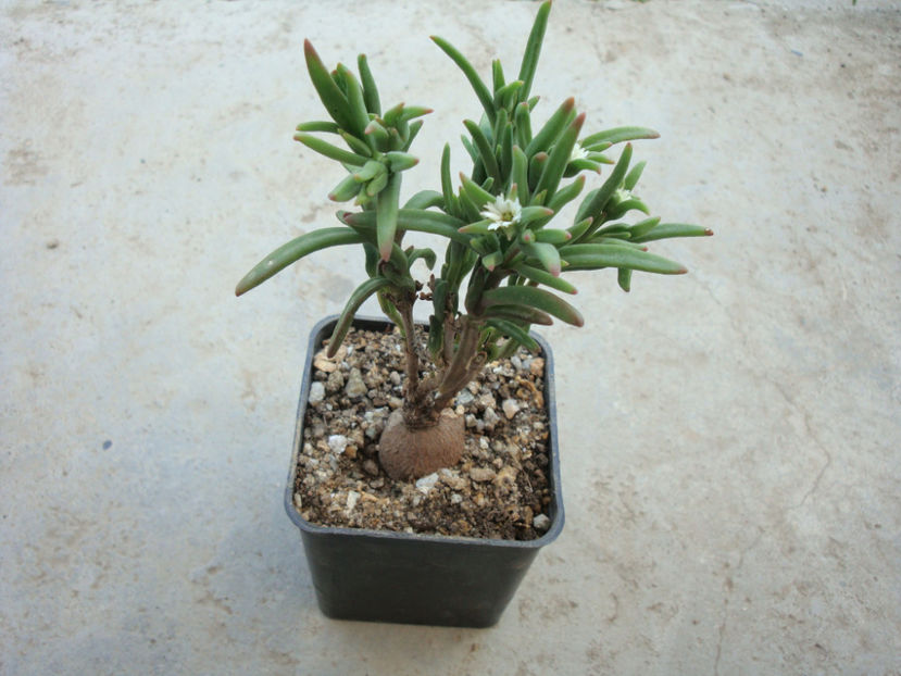 Delosperma napiforme (N. E. Br.) Schwant. 1927. - Genul Delosperma