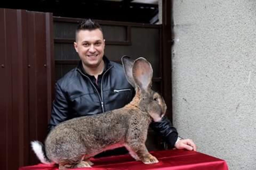  - Noul adapost pentru iepuri 2017