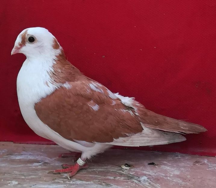 26142291_871135849727969_20041875_o - porumbei provenienta Hadarau Simion Vlad