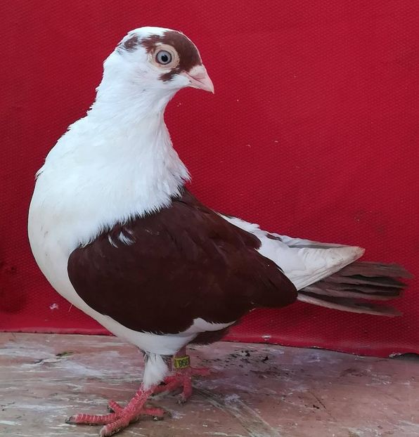 26177573_871118513063036_692024993_o - porumbei provenienta Hadarau Simion Vlad