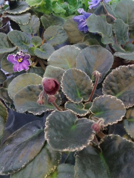 29 dec - ZZ Aca s Red Ember