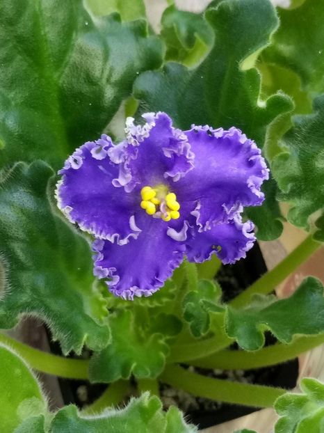 29 dec - ZZ Reigning Beauty