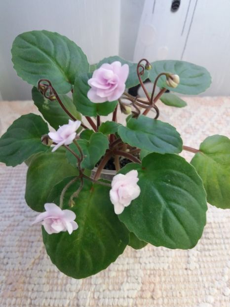 29 dec - Rob s Vanilla trail