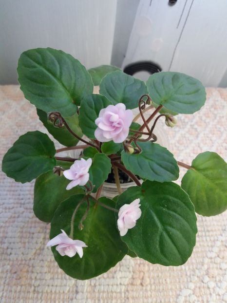 29 dec - Rob s Vanilla trail