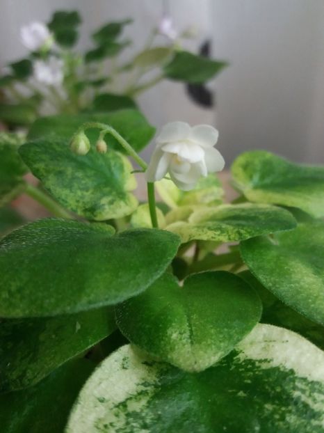 26 dec - Ramblin Silver