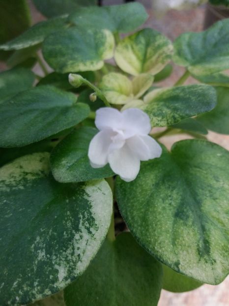 29 dec - Ramblin Silver