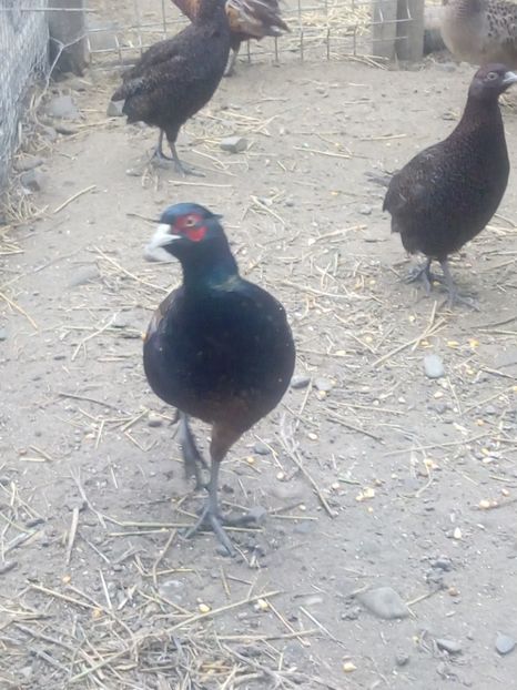  - fazani comuni si tenebros