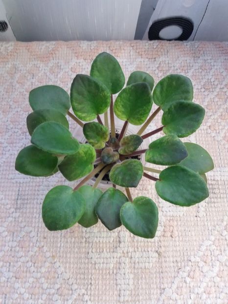 29 dec - ZZ Rob s Slap Happy