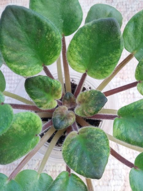  - ZZ Rob s Slap Happy