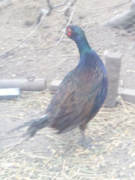  - fazani comuni si tenebros