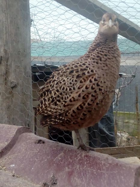  - fazani comuni si tenebros