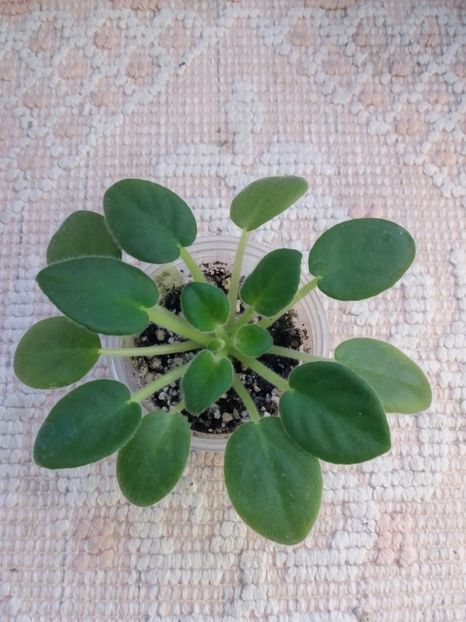 29 dec - Alans White Feather