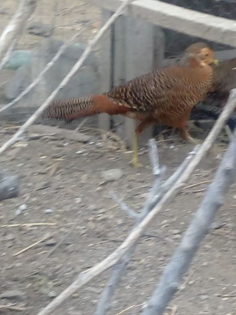  - Fazani auriu pe rosu