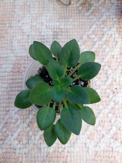 29 dec - ZZ Orchard Bumble Magnet