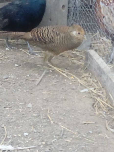  - Fazani auriu pe rosu