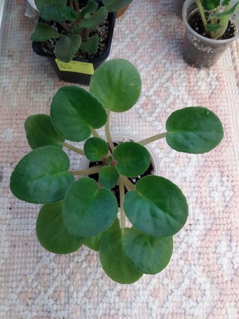 29 dec - ZZ Ian Minuet