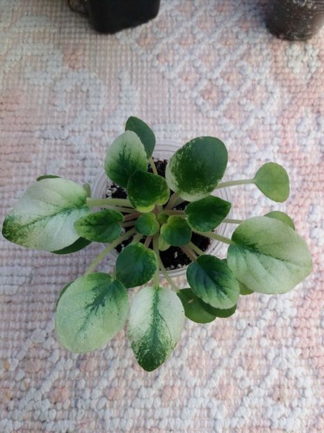 29 dec - Candy Fountain