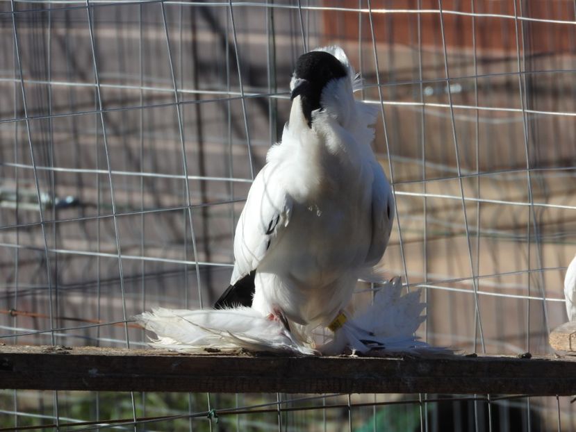  - 08 --- cap- de- maur