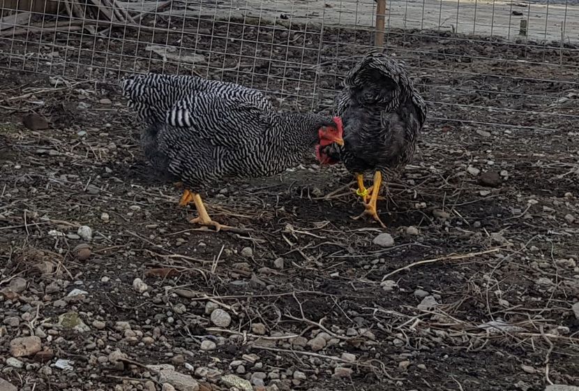  - fam 1 plymouth rock barat 2018
