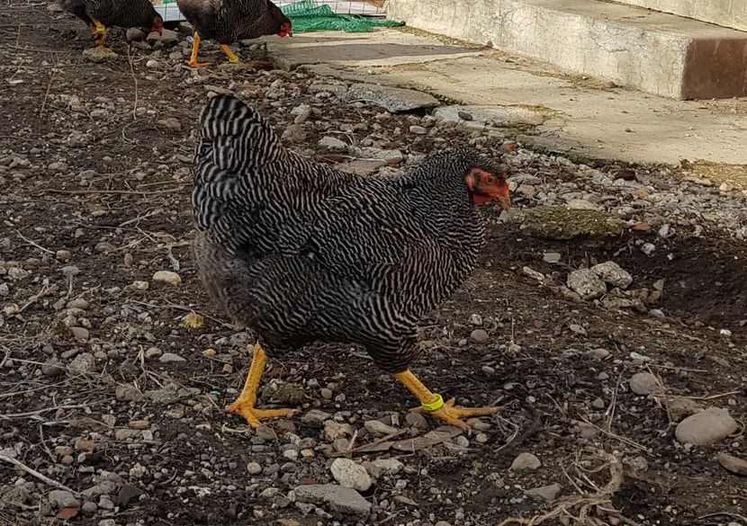  - fam 1 plymouth rock barat 2018