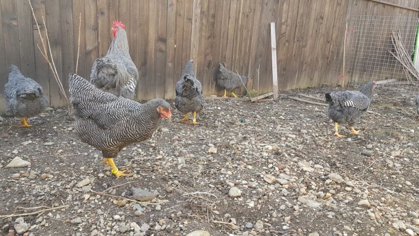  - fam 1 plymouth rock barat 2018
