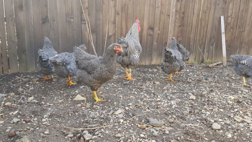  - fam 1 plymouth rock barat 2018