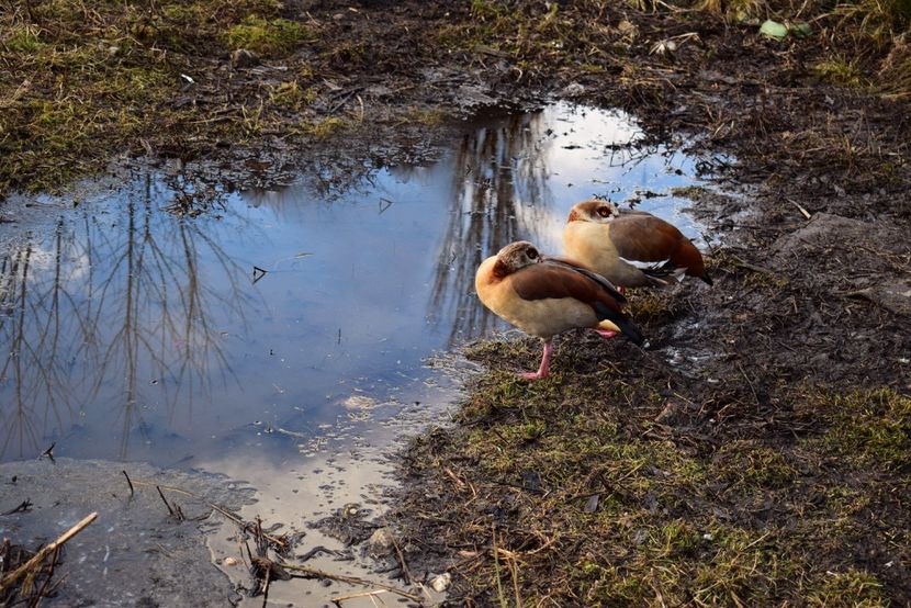 gaste de nil - Gaste egyptene