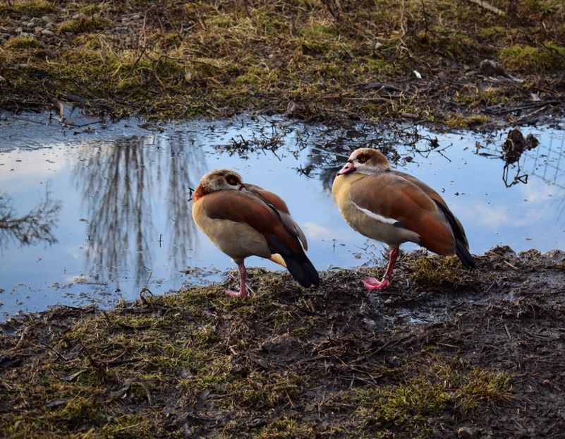 gaste de nil - Gaste egyptene